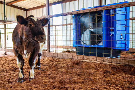 A show steer waits for his turn in the ring and stays cool with a 36 inch swamp cooler.