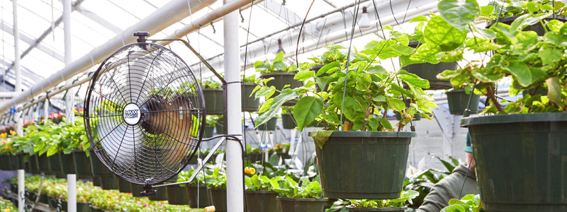  Maxx Air's 18 inch wall mount fan provides a powerful cooling breeze in a humid nursery greenhouse full of growing plants.