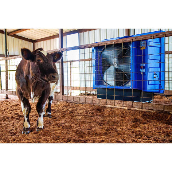 The Maxx Air 36 in. cooling fan provides comfort to cattle in a show barn. 