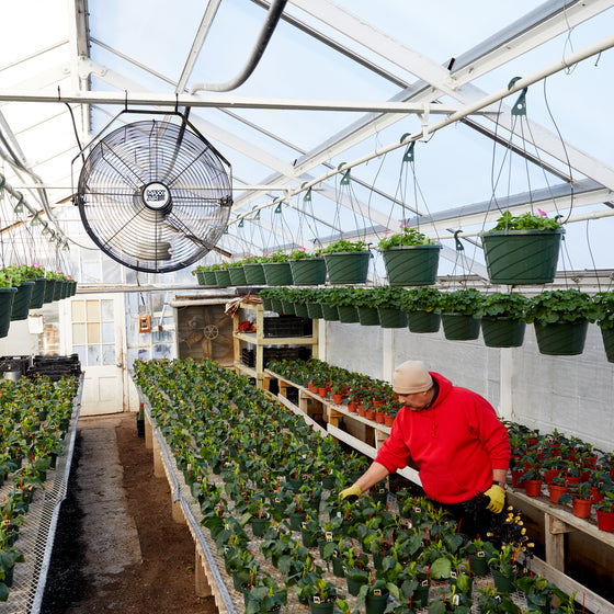 The 18 in. cooling fan aids in temperature control in a greenhouse where humidity can be high. 